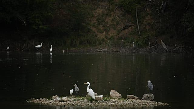 Botswana’s rare slaty egret signals the health of the Okavango